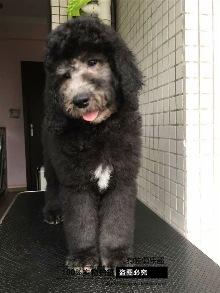 巨型贵宾 巨贵_巨贵活体宠物狗灰色巨型犬泰迪幼狗白色小狗超大型犬