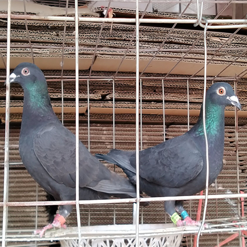 鸽子多少钱_纯黑色黑金刚大鼻子活体观赏信鸽子幼鸽火凤凰白灰下蛋
