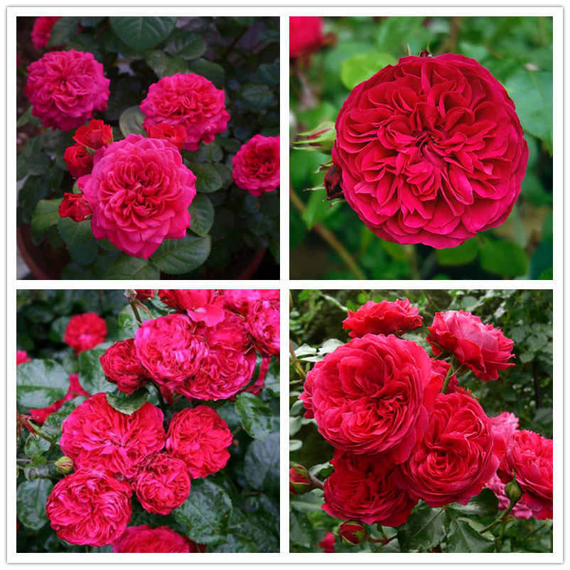 地栽月季大苗【红色达芬奇】浓香月季花四季灌木庭院包活包对版