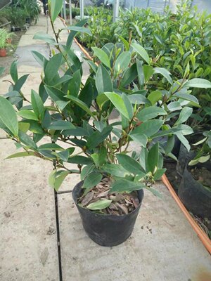 含笑花苗 含笑树苗盆栽盆景 庭院室内绿植香蕉花苗 带花苞发货