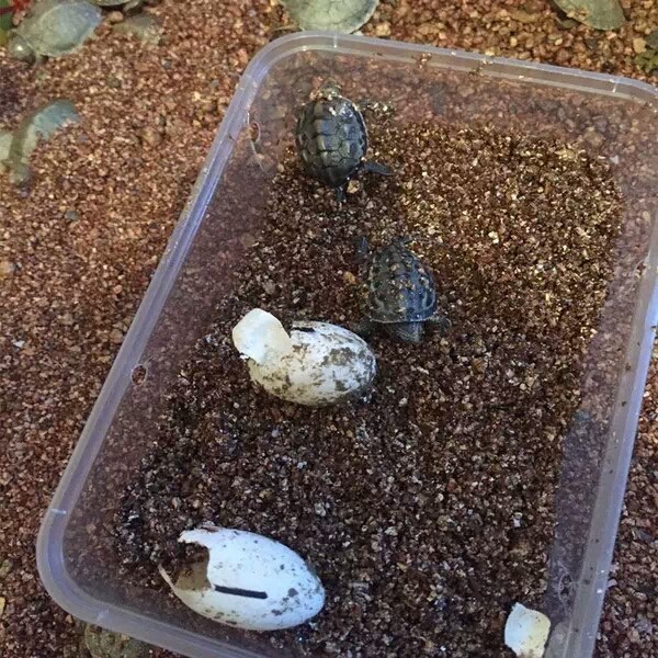 受精卵_大乌龟蛋活体受精卵可孵化小龟精品巴西龟中华草龟小鳄龟优惠