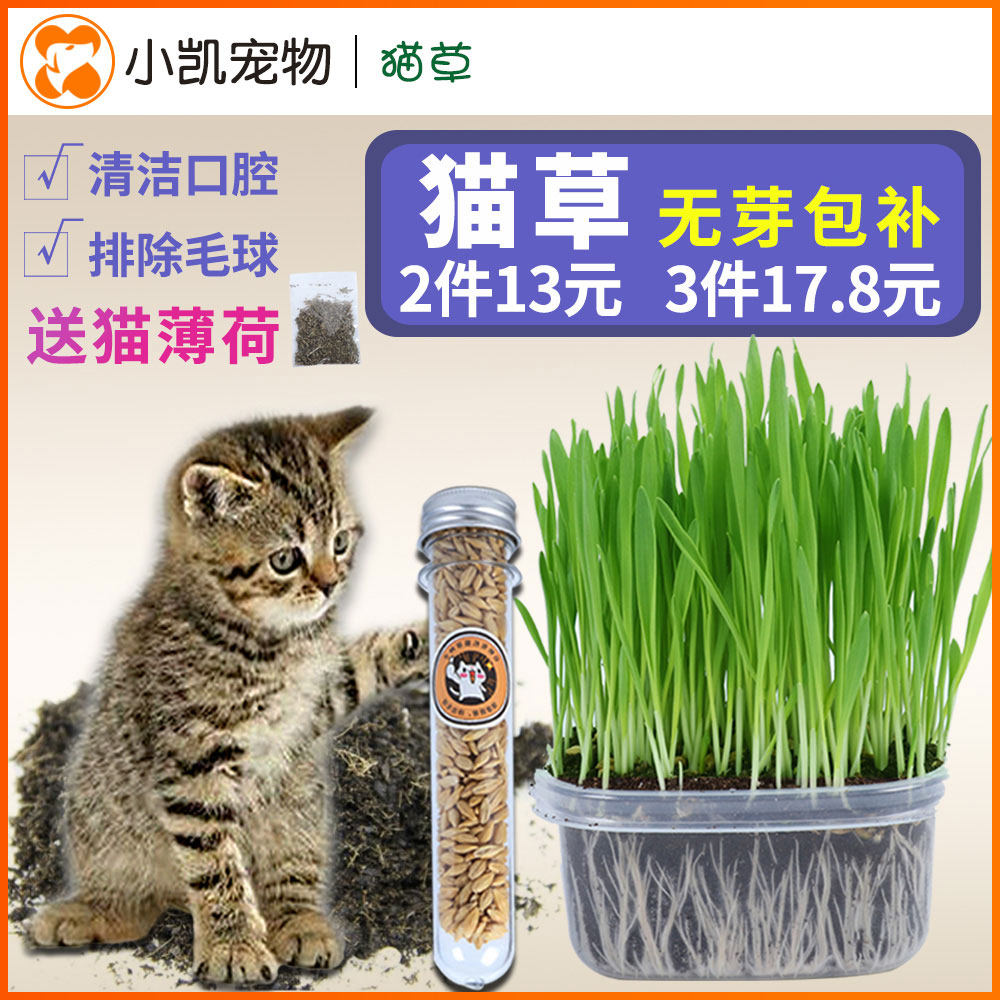 猫薄荷草_猫草种植套装猫零食猫咪去毛球 猫草大麦种子送猫薄荷猫用品