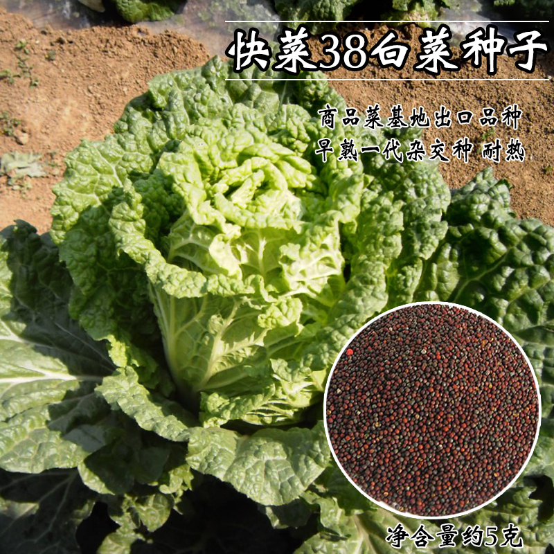 白菜种子20天四季速生耐热耐抽苔白菜种子大小白菜 qe华蔬快菜38
