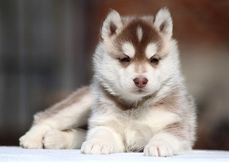 哈士奇幼犬纯种巨型蓝眼二哈宠物活体幼崽家养雪橇犬纯种狗狗红色优惠