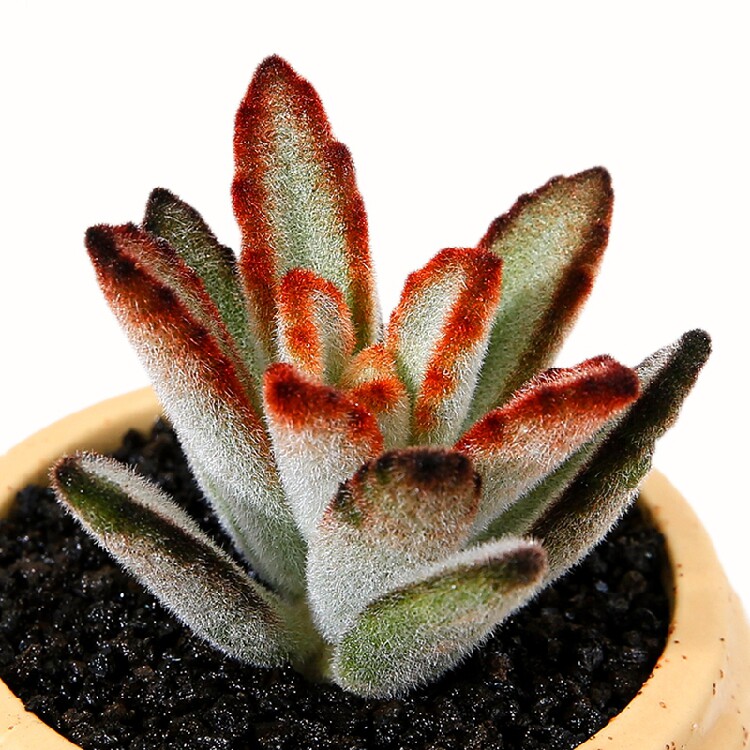 黑兔耳多肉植物 办公花卉组合防辐射多肉绿植