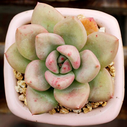 多肉植物生石花 白花黄绿紫勋c36a屁股花pp花番杏科绿色石花肉肉_7折