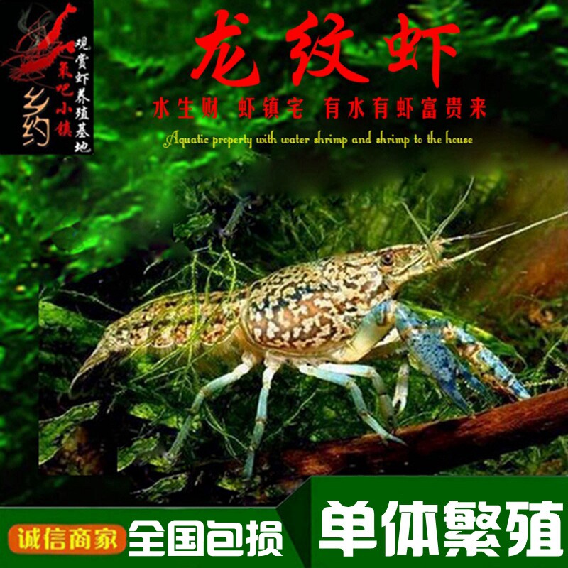 龙纹鳌虾观赏虾活体宠物小龙虾淡水冷水单性单体繁殖大理石纹螯虾