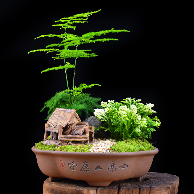 盆栽小草,无花也娇