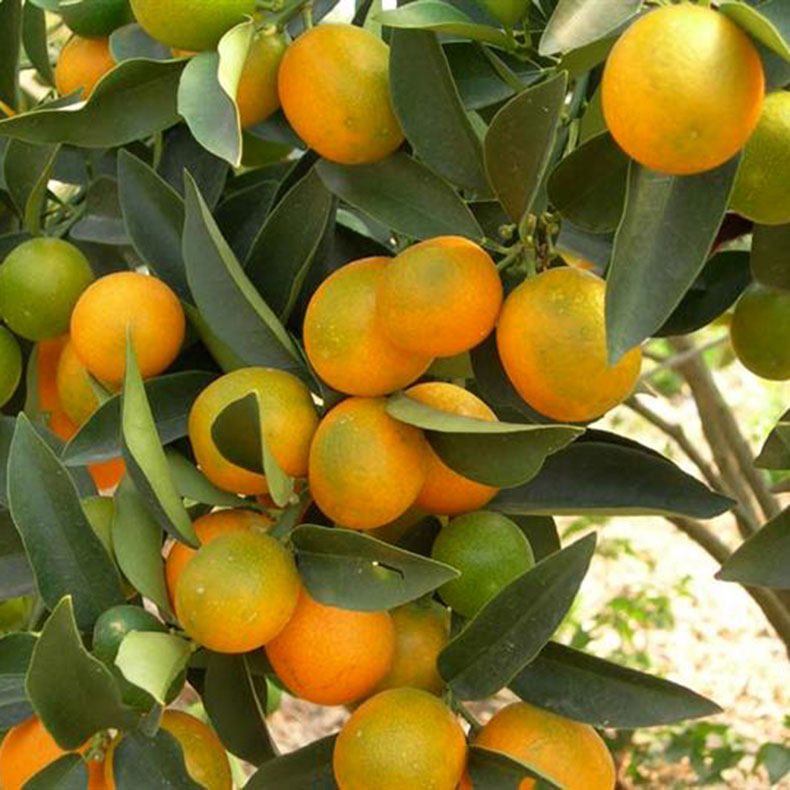 现摘广西桂林金桔滑皮金桔脆皮新鲜小桔子金柑橘水果小青桔5斤装