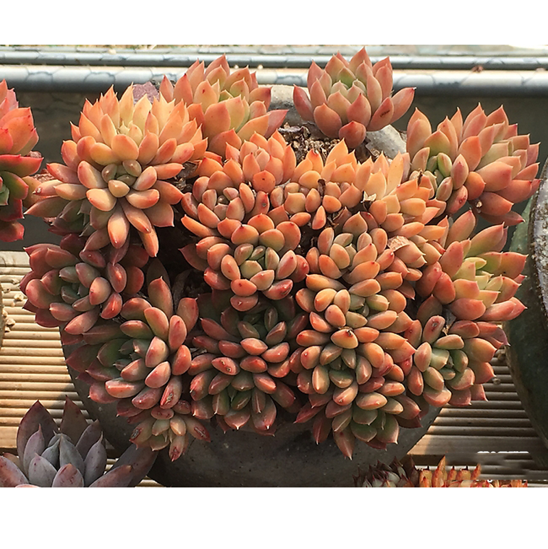 多肉植物 迈达斯国王橙国王 群生老桩缀化新手组合盆栽花卉包邮萌