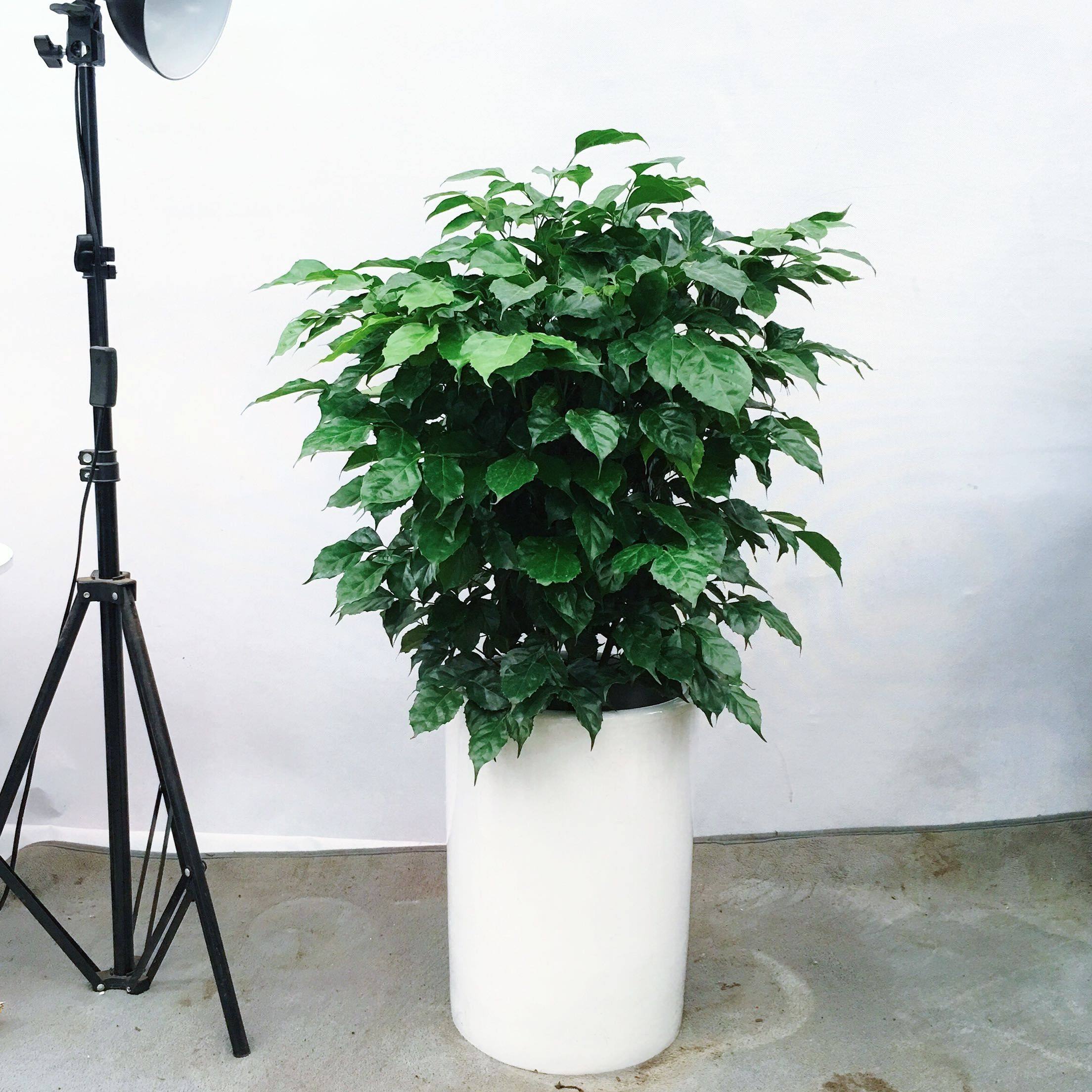 鲜花盆栽 吸甲醛