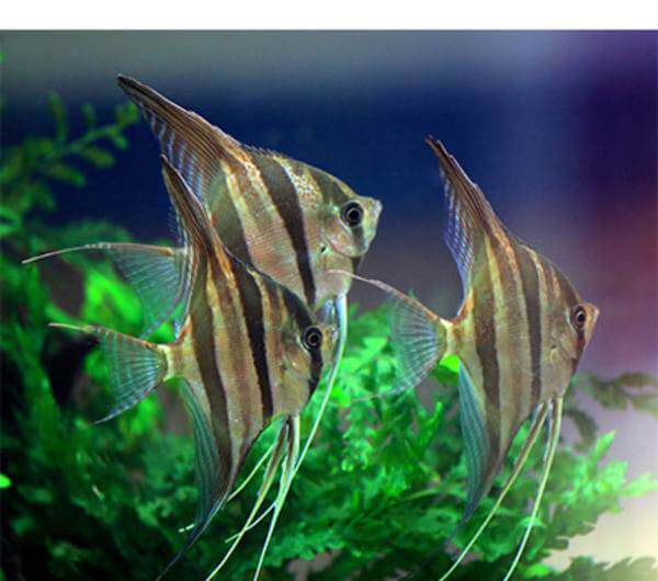 野生 秘鲁神仙鱼 神仙鱼 燕鱼 6-8 8-10 可批发