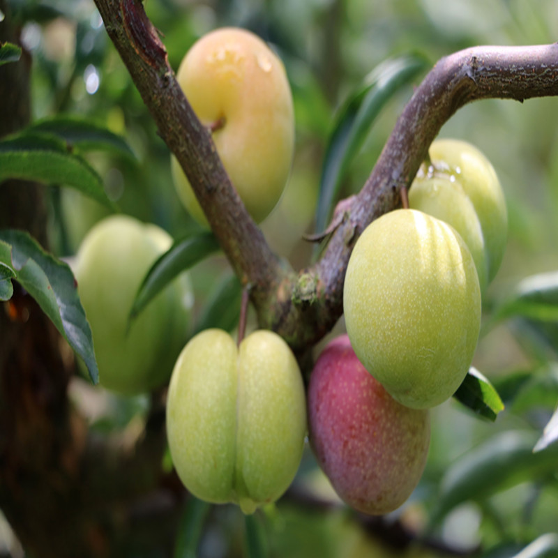 3斤装新鲜现摘水果四川泸州半边红有机李子脱