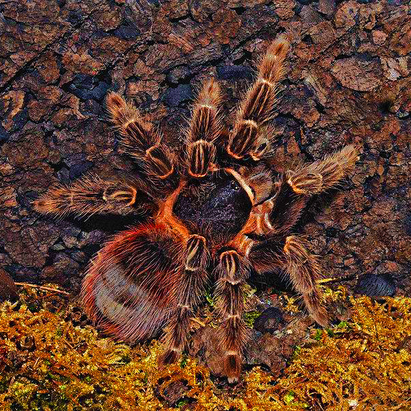 宠物蜘蛛_巴伊亚猩红蜘蛛宠物蜘蛛活体8-10cm四大金刚之一成年后20cm