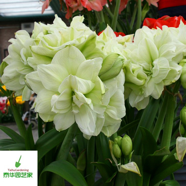 香水百合花种球带芽包邮 重瓣_【现货】荷兰进口洋朱顶红种球玛丽琳