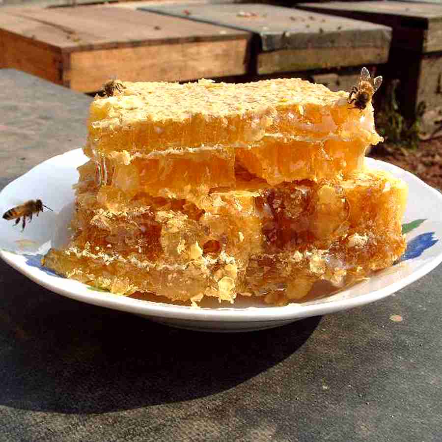 蜂巢蜜深山土蜂蜜天然纯野生农自产嚼着吃老巢蜜一斤装盒装500g优惠券