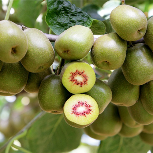 江山猕猴桃大额优惠券