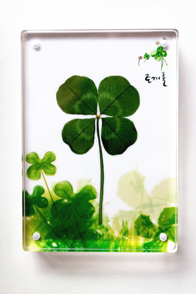 特价四叶草标本