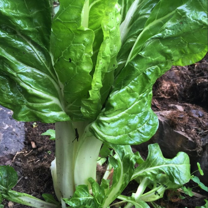 四川新鲜农家瓢儿菜绿色有机蔬菜牛皮菜厚皮菜莙荙菜根达菜海白菜