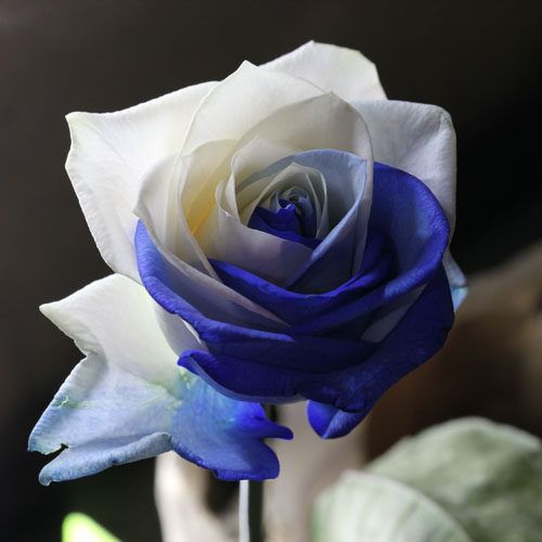 情人节蓝玫瑰花束白玫瑰玫瑰花速递红玫瑰礼盒鲜花玫瑰手捧花婚礼