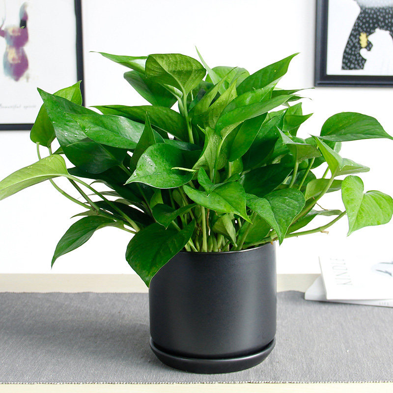 绿萝怎么修剪, 绿萝的养护方法