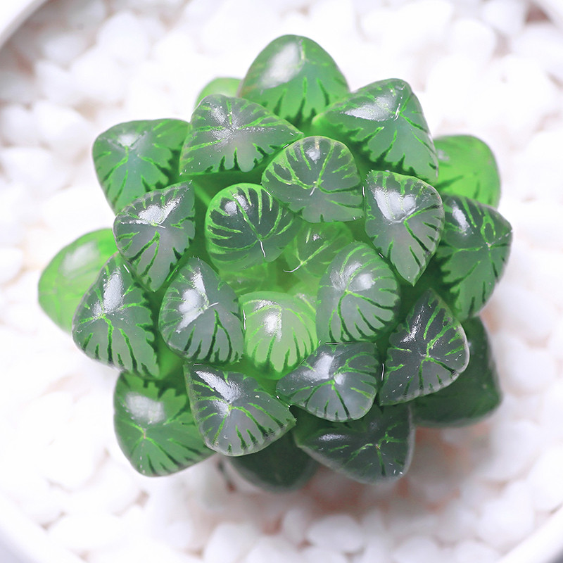 玉露多肉植物水晶