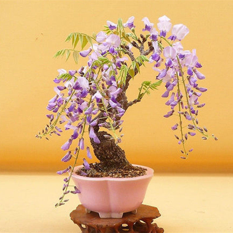 黄栌盆景树桩木苗老桩疙瘩手串疙瘩香山红叶杜鹃紫藤火棘黄荆熟桩