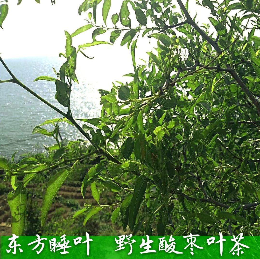 2018年新茶崂山酸枣叶茶500g