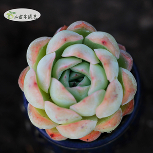 二亩半多肉植物莎莎女王群生多头全状态老桩一物一拍包邮