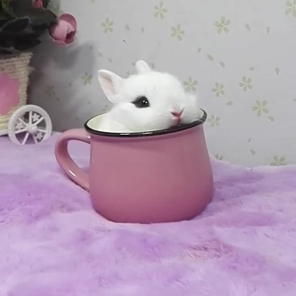 兔子活体小型