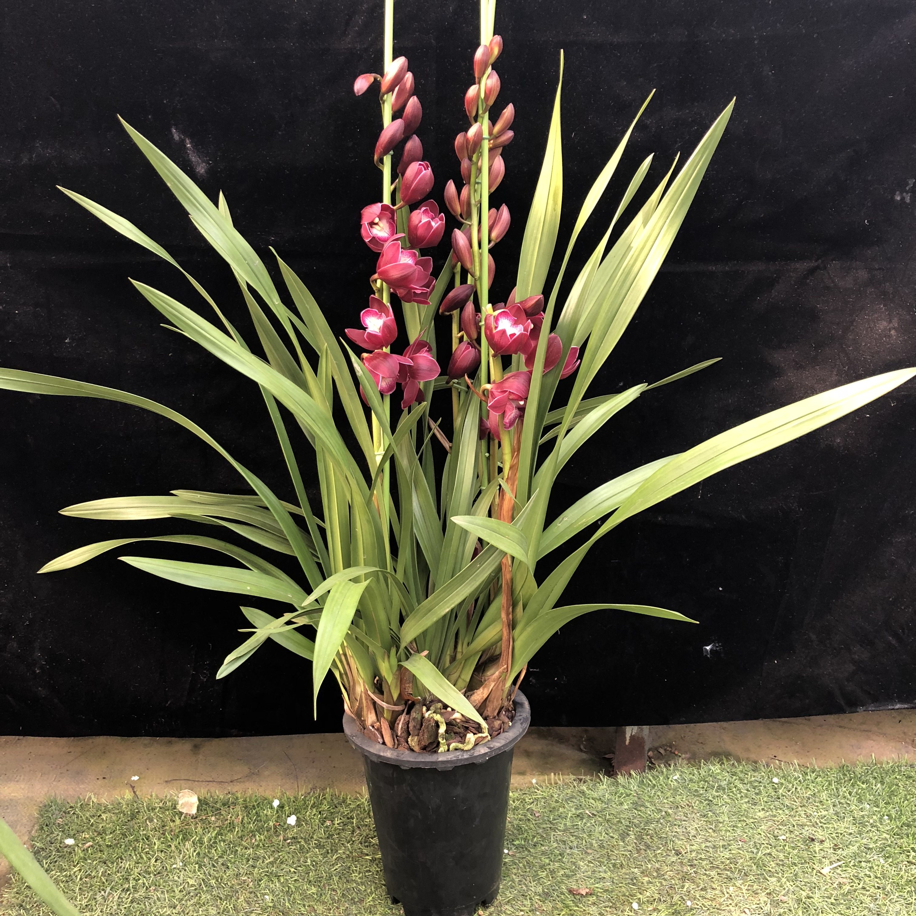 大花惠兰 带花苞_大花蕙兰盆景花卉兰花大花惠兰惠兰带花苞大慧兰春节