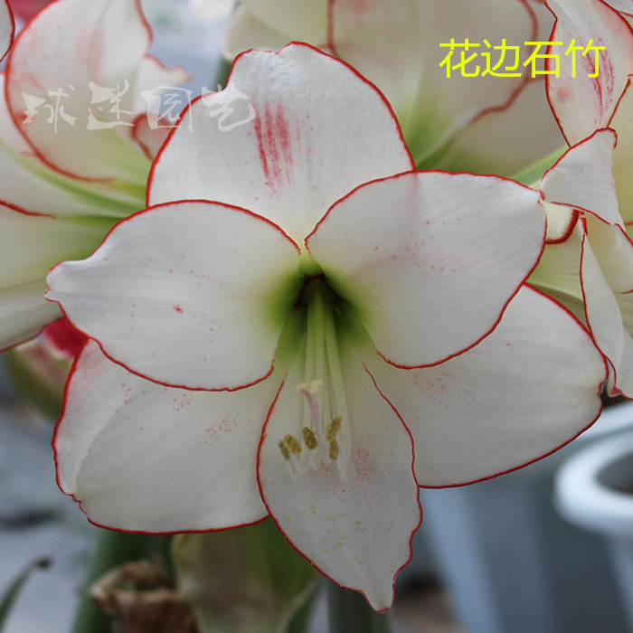 朱顶红花边石竹 荷兰朱顶红花石竹 盆栽易种植