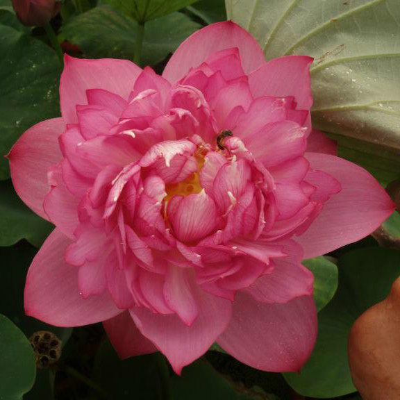 红灯笼小型碗莲荷花盆栽