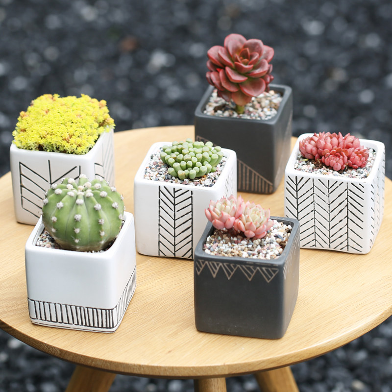每日特惠 | 多肉魅力花盆