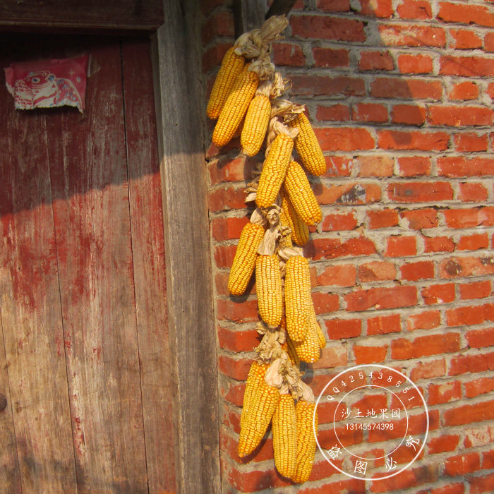 老玉米棒大额优惠券