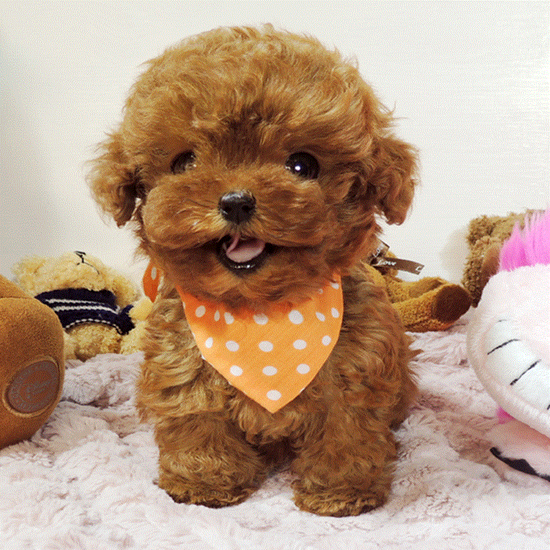 宠物泰迪狗活体 幼犬