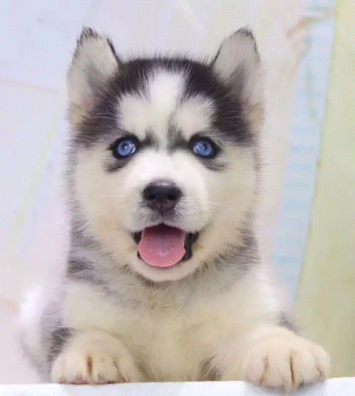 哈士奇幼犬 纯种 宠物狗