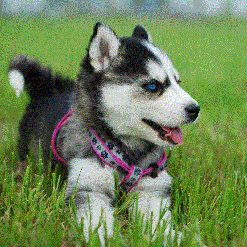 小型犬 家养 金毛_宠物小狗纯种蓝眼哈士奇犬活体幼犬 雪橇犬 中型犬