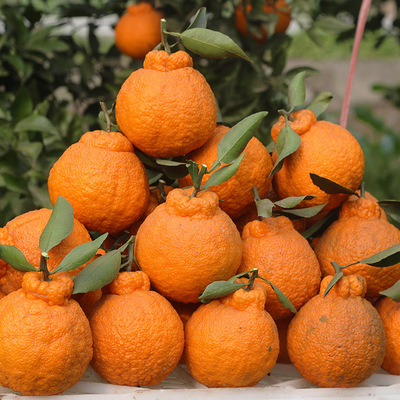 【5斤送4】丑橘子新鲜包邮四川丑柑不知火毛重10斤丑八怪农家现摘