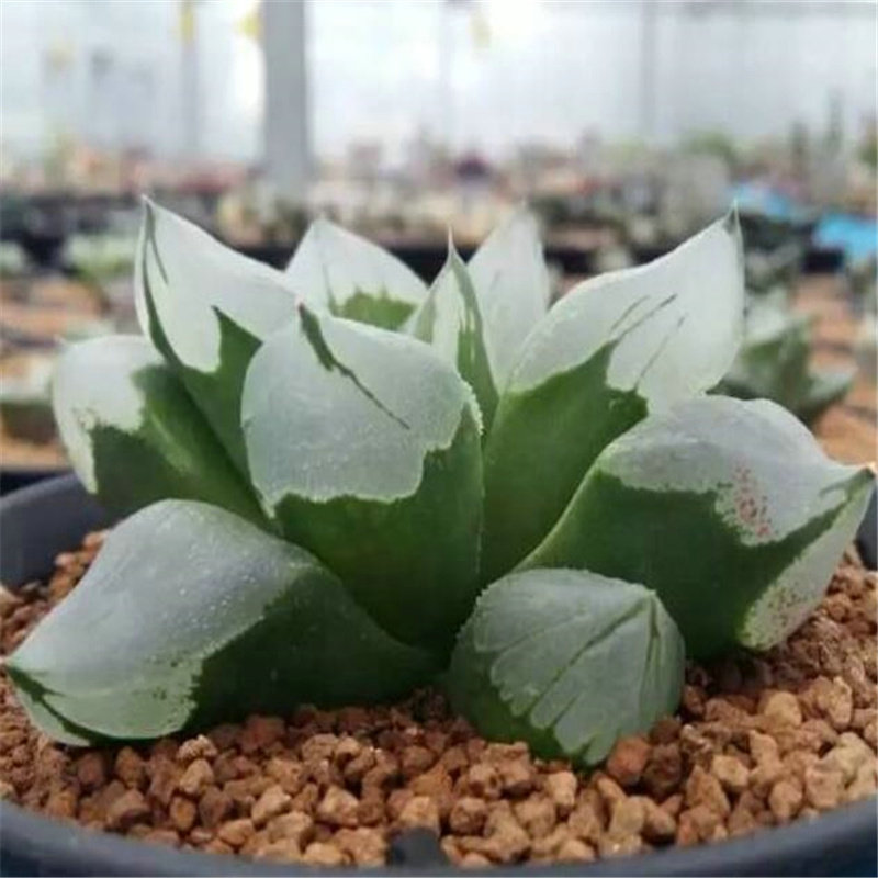 极有家_冰城寿背窗寿品相不错十二卷多肉植物品种保证带盆发货绿植极