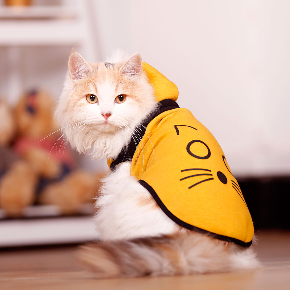 宠物猫咪衣服猫咪衣服秋冬小猫衣服宠物猫猫衣服猫的衣服猫衣