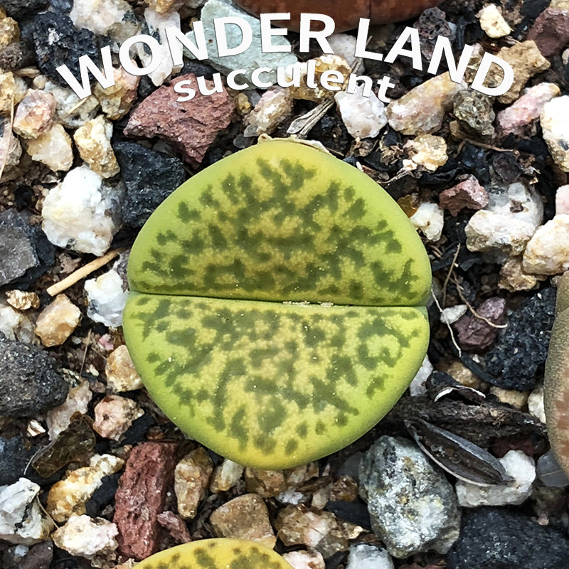 热销生石花多肉