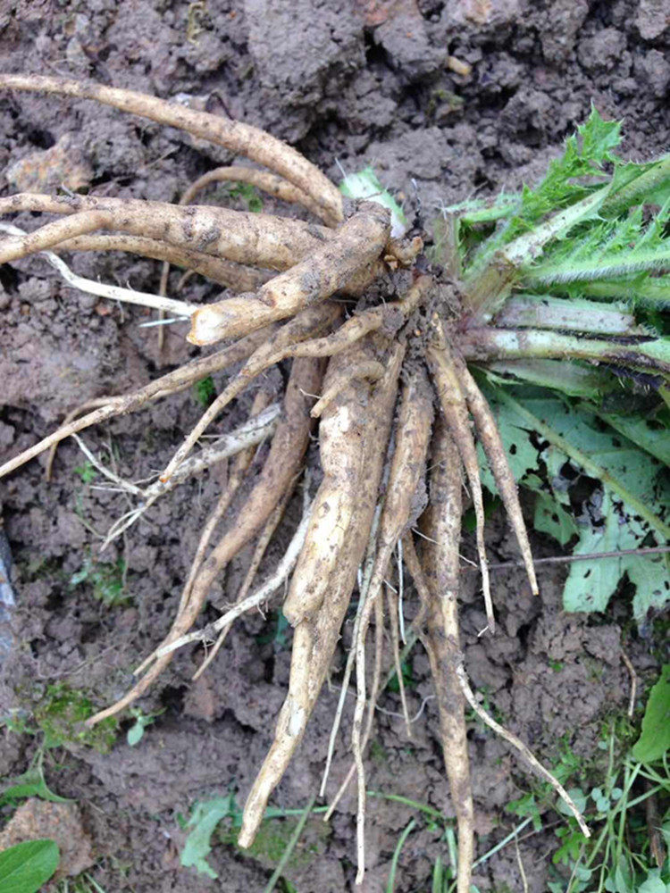 润邦筛选野生大蓟根 新货 野芥菜根细大蓟根高含量另售三白草根