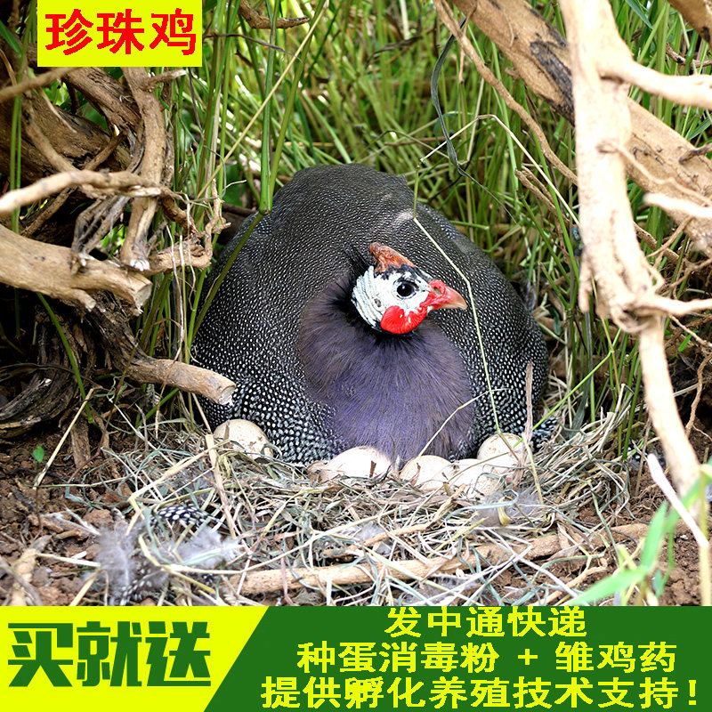 受精卵_珍珠鸡种蛋受精蛋 可孵化蛋受精卵 几里亚鸟 非洲野鸡种蛋不