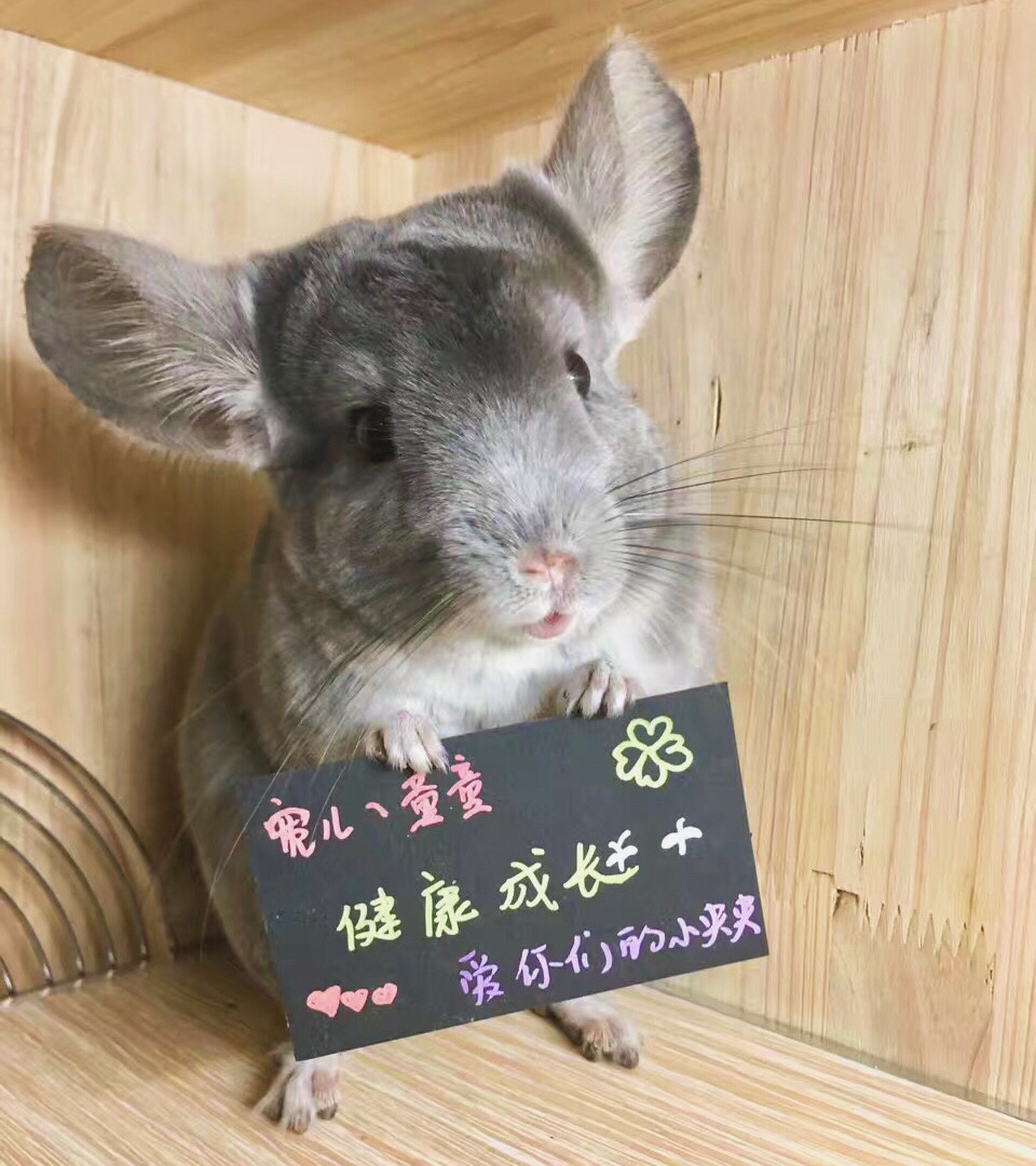 龙猫活体 宠物 秒杀_成都锦江区龙猫咖啡训练活体举牌或者发教学视频