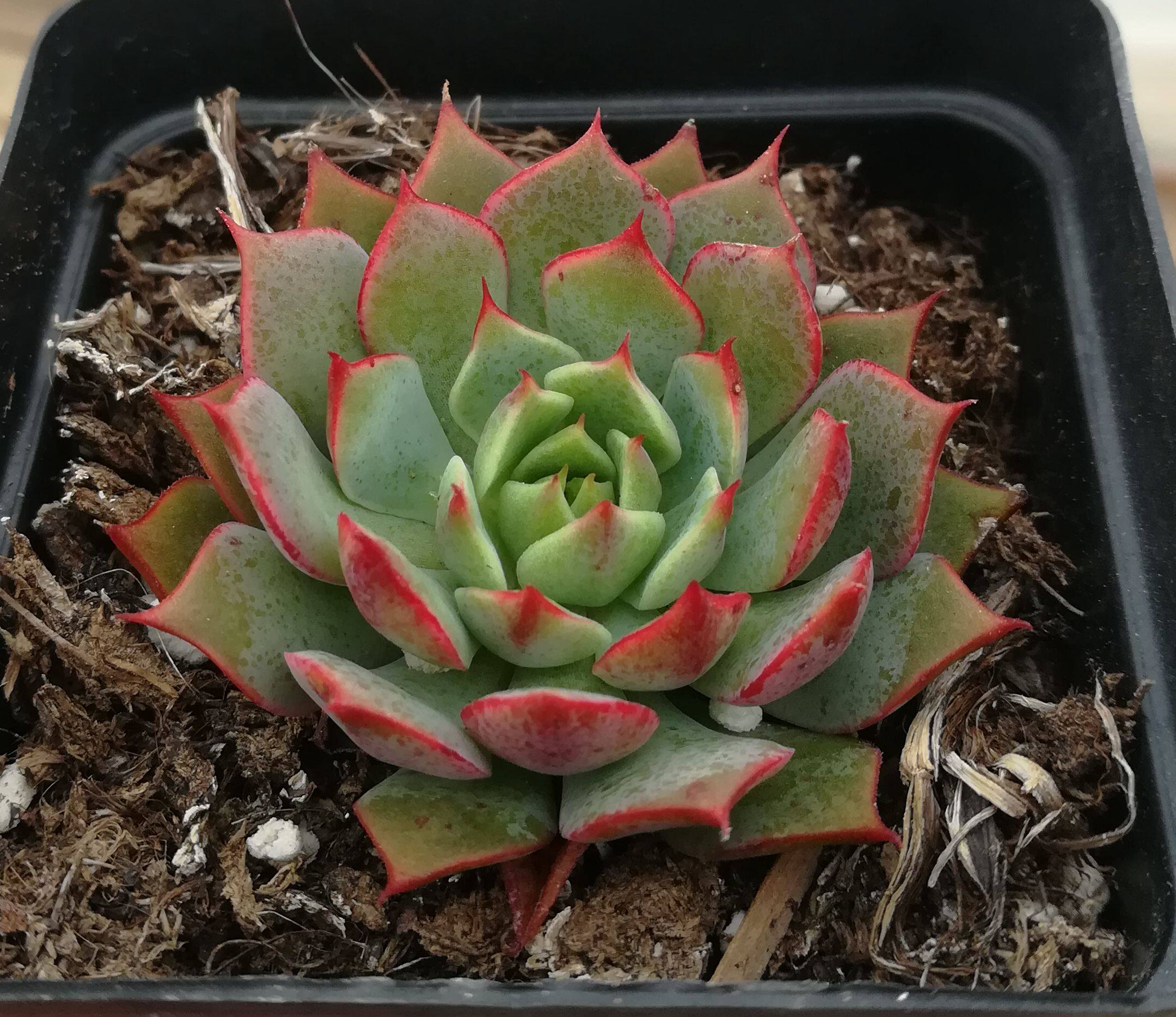 一折绿拿铁_多肉植物【拉姆雷特拿铁】防辐射绿植盆栽创意迷你植物