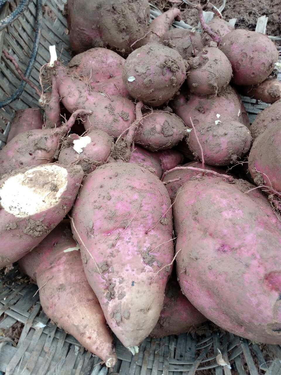 四川农家自种红苕 番薯 地瓜 甜糖水 老品种红薯包邮