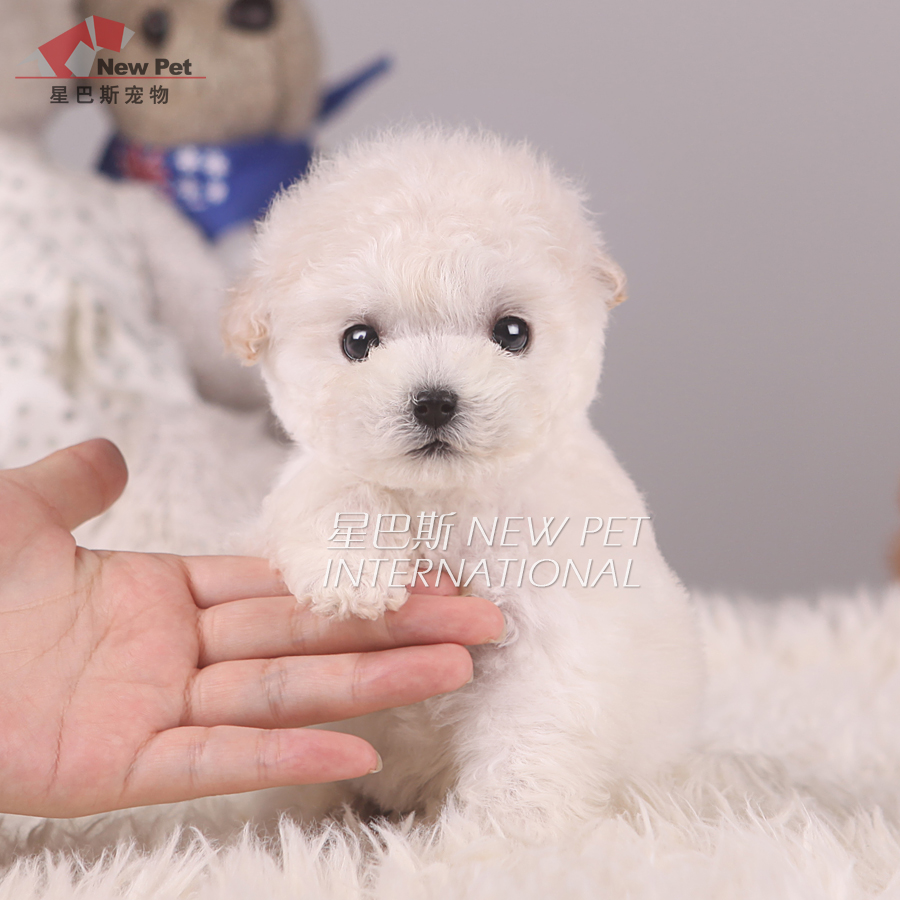 泰迪星巴斯纯种奶白色奶油色 泰迪贵宾幼犬宠物狗活体cn359