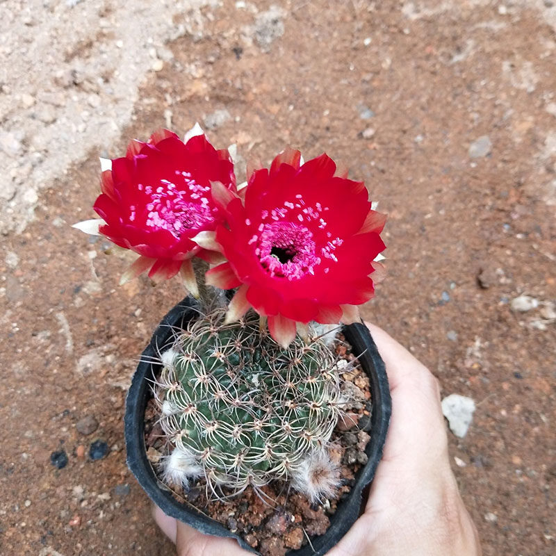 精选开花仙人球【脂粉丸】丽花球属易养易开花多肉植物7-9cm无根