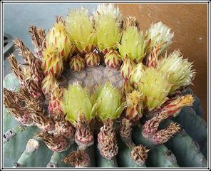 稀有仙人球_实生稀有开花仙人球【无刺王冠龙】强刺球属多肉植物防